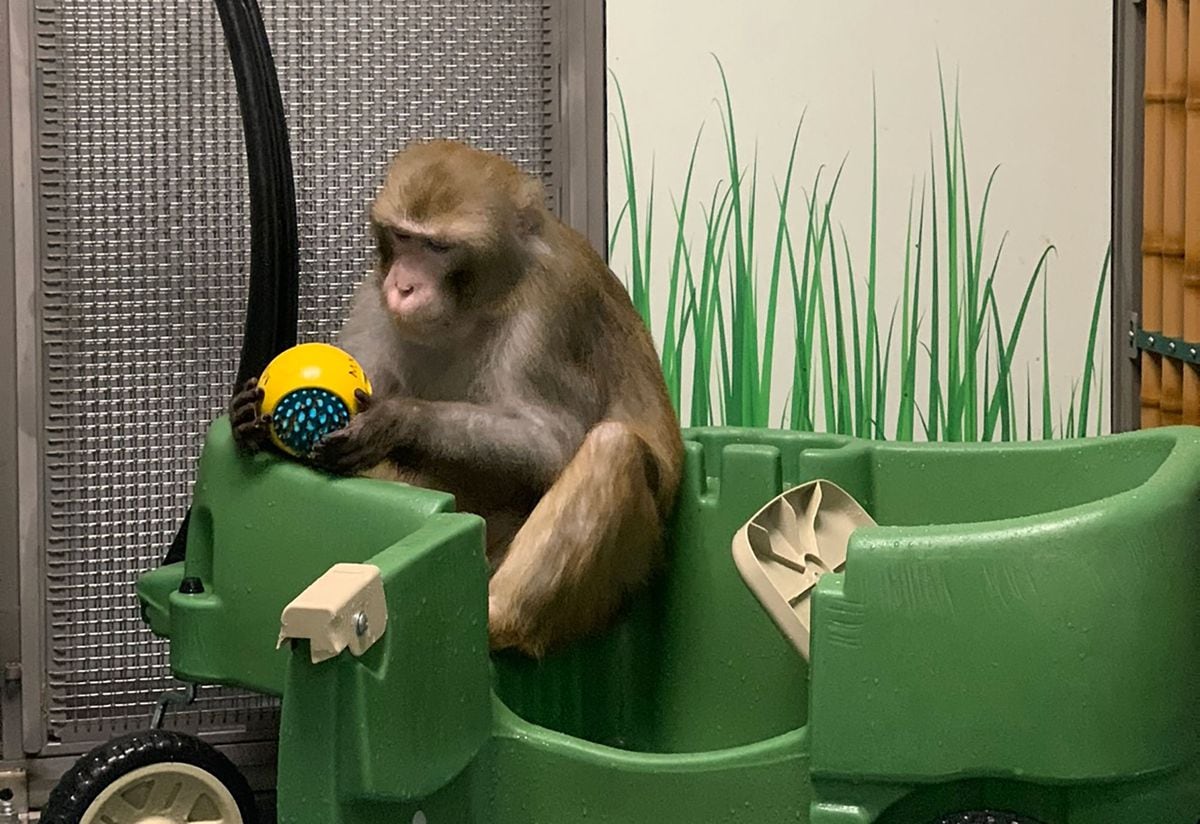 Doce monos muertos y un abuelo resucitado difuminan la frontera del yo | Tecnología