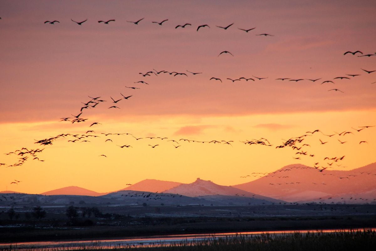 La ONU alerta del declive de la fauna migratoria por la caza, la pesca y el mal estado de los hábitats | Clima y Medio Ambiente