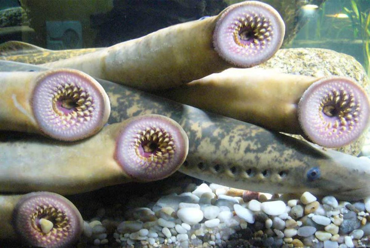 La lamprea, una vampiresa de agua dulce | El hacha de piedra | Ciencia