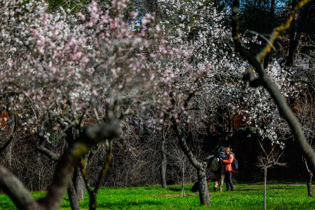 Las altas temperaturas en invierno cambian el calendario de alergias: llegan antes y el pico es mayor | Sociedad