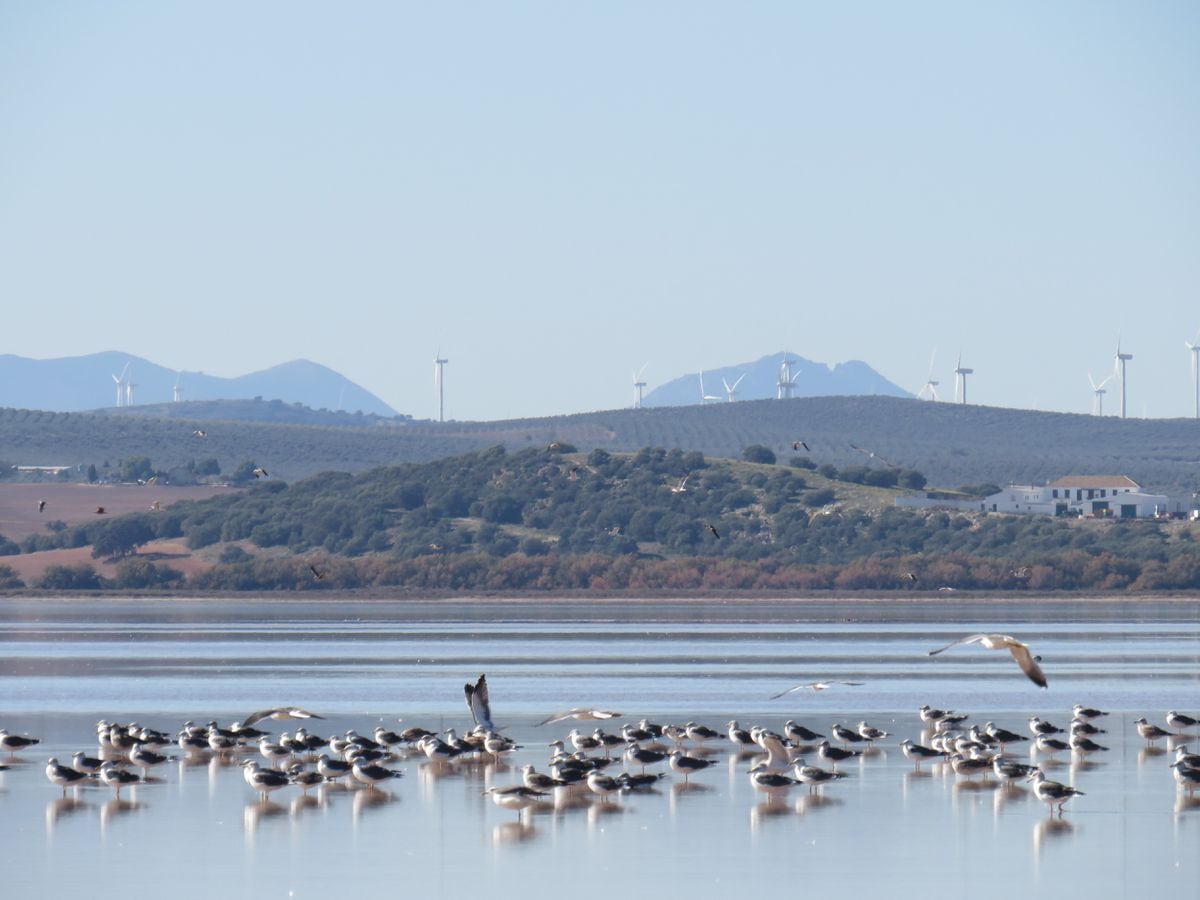 Las gaviotas trasladan en sus buches 400 kilos de plástico al año a una laguna donde crían miles de flamencos | Clima y Medio Ambiente