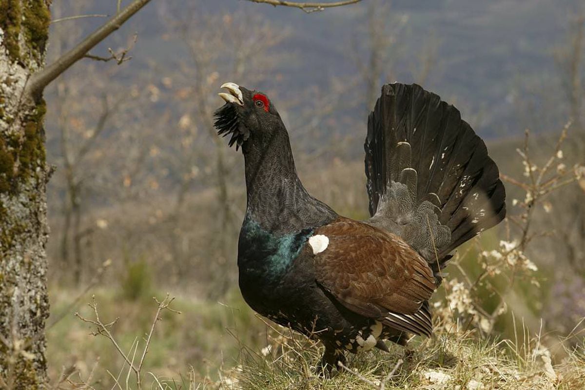 Así les va a las siete especies más amenazadas de España | Clima y Medio Ambiente