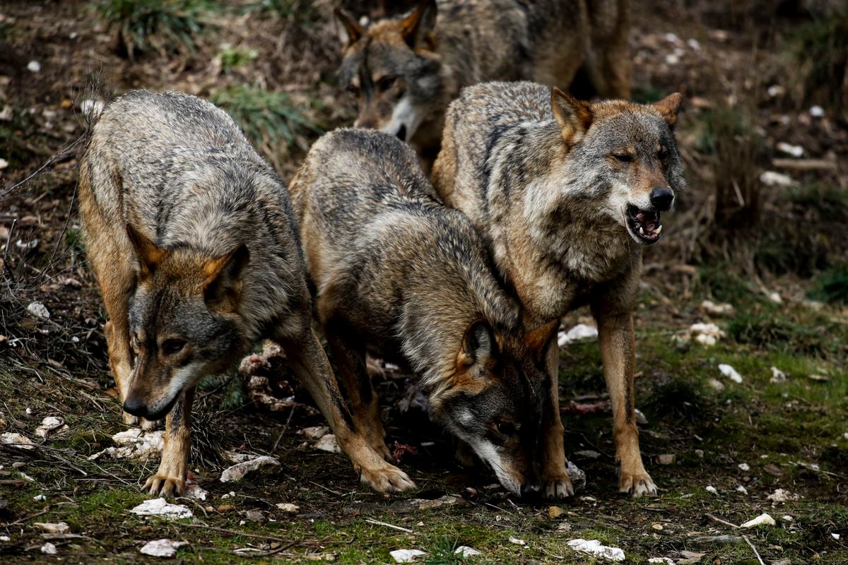 La dieta del lobo madrileño: jabalí de primero, corzo de segundo y poco ganado | Clima y Medio Ambiente