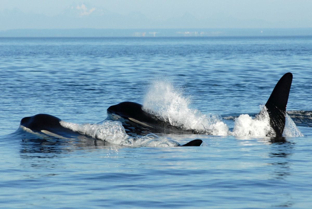 La menopausia explica la longevidad de las ballenas | Ciencia