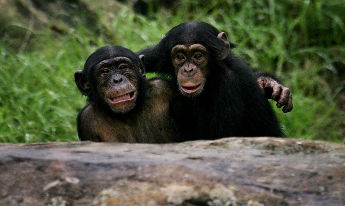Las abejas y los chimpancés pueden aprender socialmente, como los humanos | Ciencia