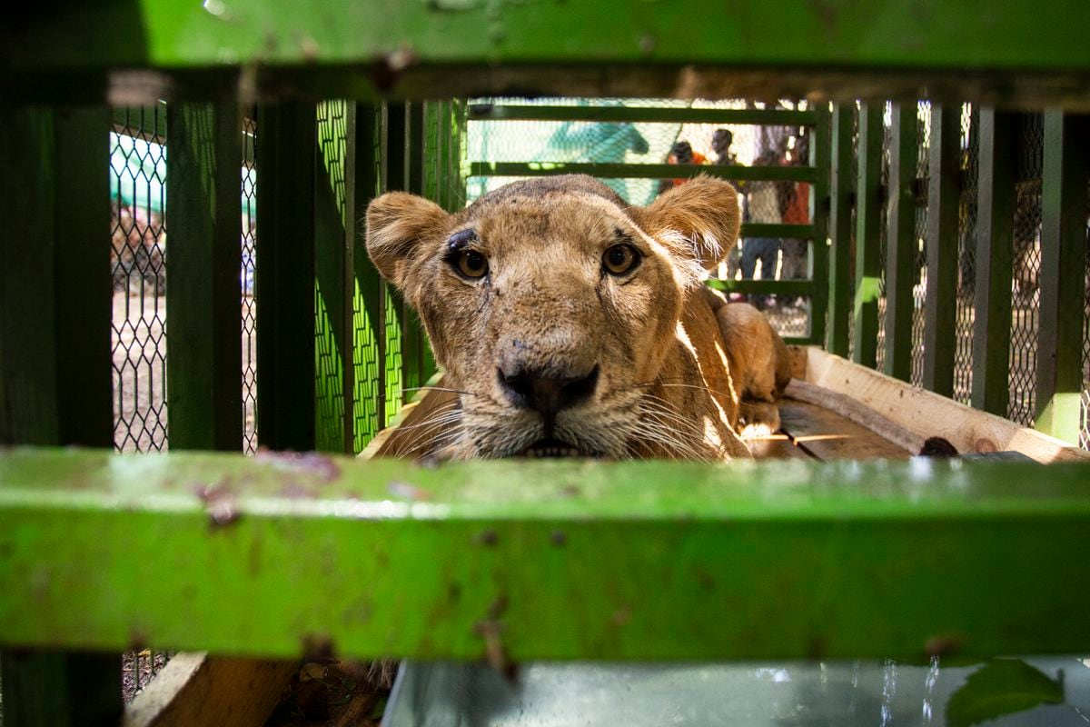 Los 15 leones atrapados por la guerra en Sudán que hubo que rescatar dos veces | Clima y Medio Ambiente