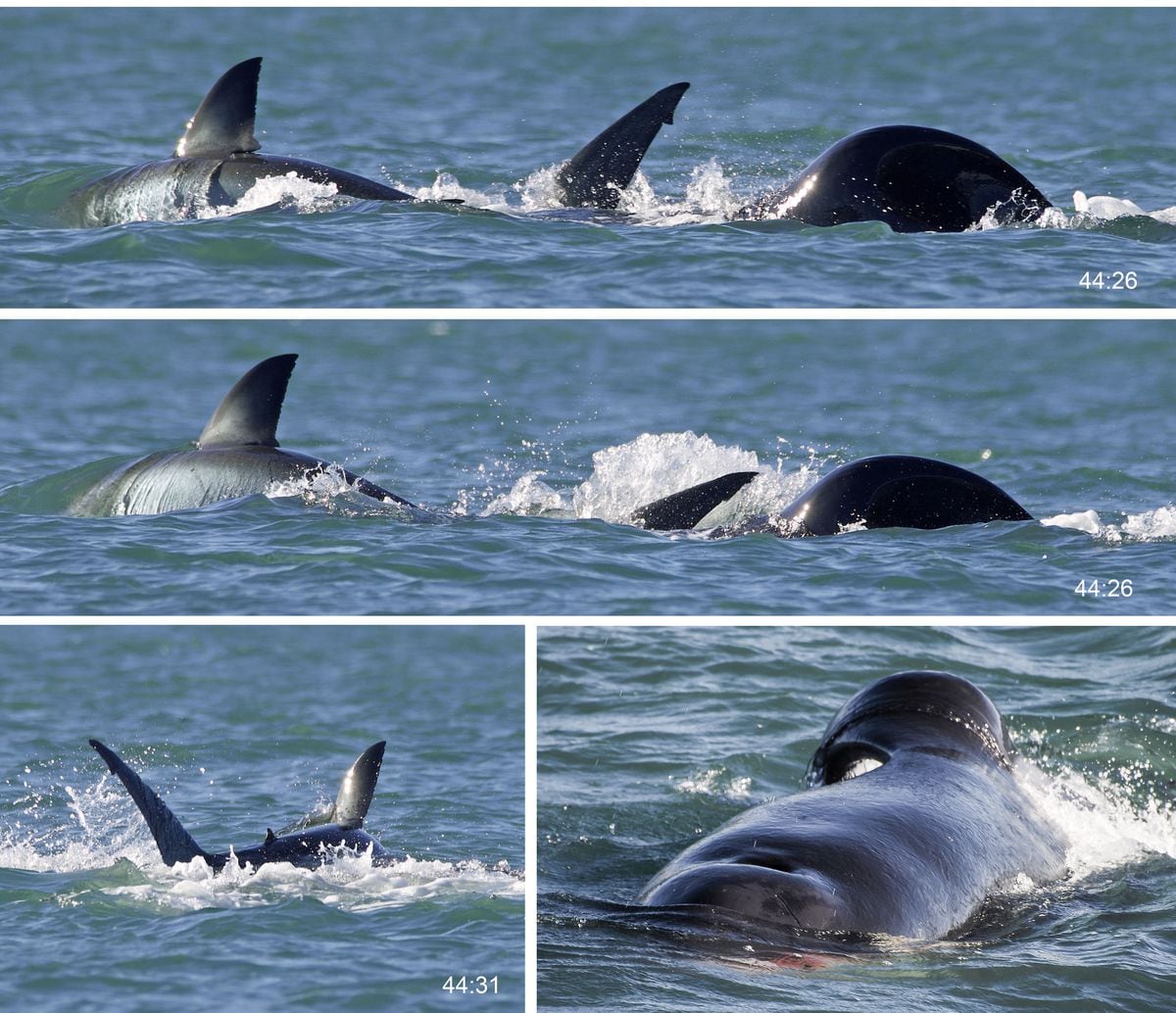 Una orca devora sola a un tiburón en dos minutos y desafía los hábitos de la caza grupal | Ciencia